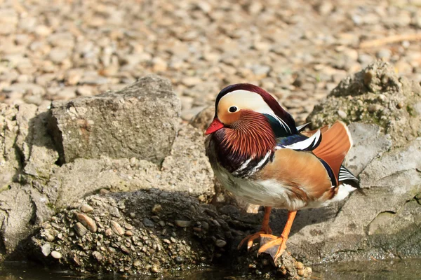 Mandarin ördeği Drake (AIX Galericulata)