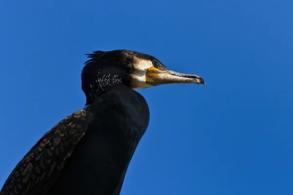 Cormorant (phalacrocorax carbo) — Stock Photo, Image