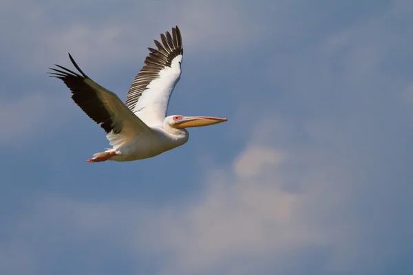 Білий пелікан (пелікан онокротальний ) — стокове фото