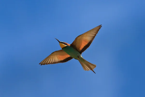 European bee-eater (Merops Apiaster) — Stock Photo, Image