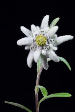 Edelweiss.