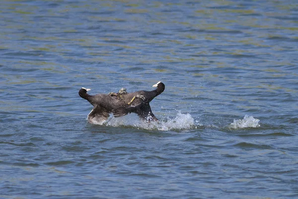 stock image Eurasian coots