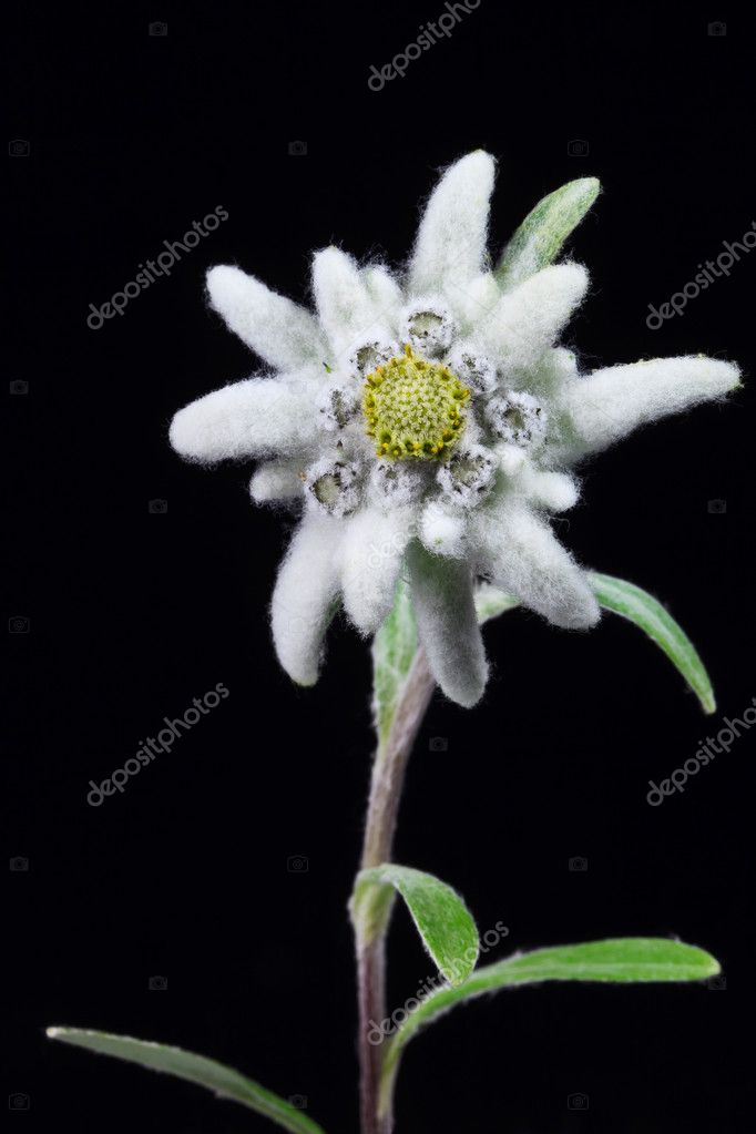 Edelweiss Stock Photo by ©porojnicu 11598188