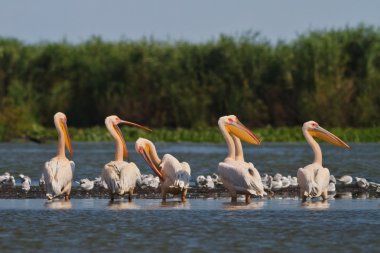 Beyaz Pelikan (pelecanus onocrotalus)