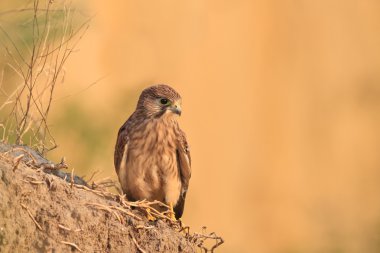 Common Kestrel clipart