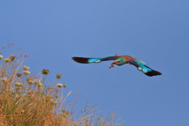 European roller (coracias garrulus) clipart