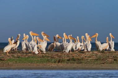 Beyaz Pelikan (pelecanus onocrotalus)