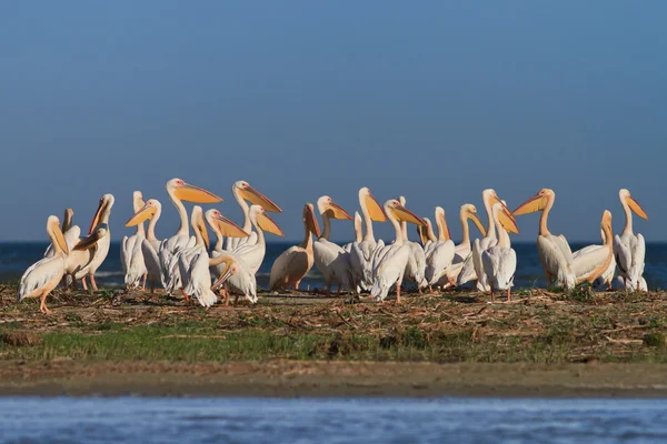 Fehér pelikánok (pelecanus onocrotalus) — Stock Fotó