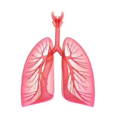 Akciğer - pulmoner sistem. beyaz izole Önden Görünüm