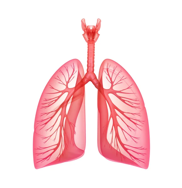 Pulmones - sistema pulmonar. Vista frontal, aislada en blanco —  Fotos de Stock