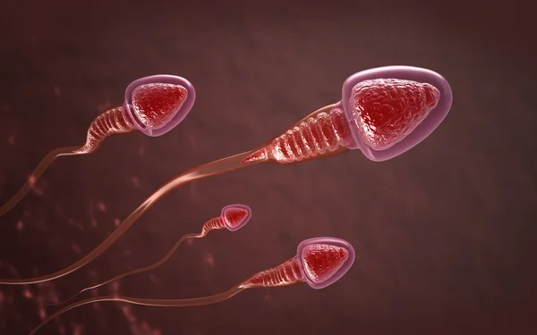 Les spermatozoïdes nagent jusqu'à l'œuf — Photo