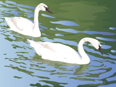 Two swan floating on a pond clipart