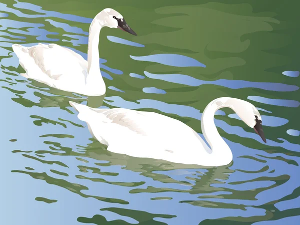 Два лебедя, плавающие на пруду — стоковый вектор