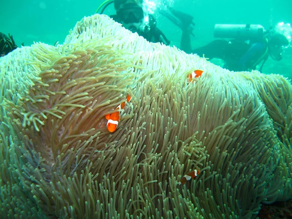 Mare di anemone con pesce artiglio — Foto Stock