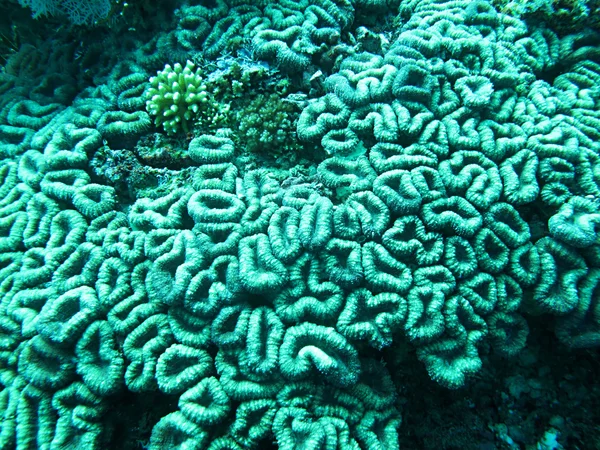 Corais no oceano Índico — Fotografia de Stock
