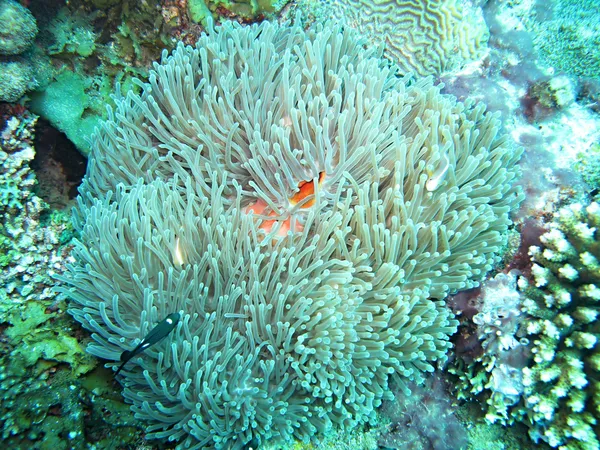 Море anemone — стокове фото