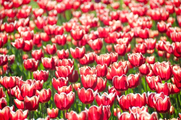 stock image Tulips heads horizontal pattern