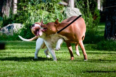 Staffordshire terriers playing on back yard clipart