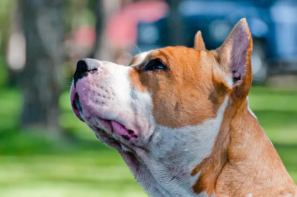 Staffordshire terrier head profile — Stock Photo, Image