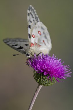 Bir dağ Apollo (parnassius apollo yakın çekim)