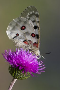 Bir dağ Apollo (parnassius apollo yakın çekim)