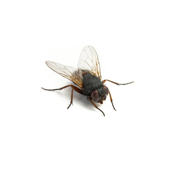 Black housefly on white background — Stock Photo, Image