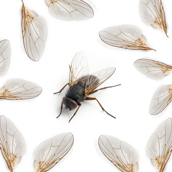 Szárnyakkal, fehér alapon fekete housefly — Stock Fotó
