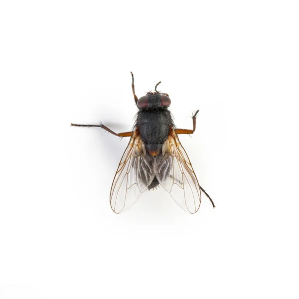 Black housefly pada latar belakang putih — Stok Foto