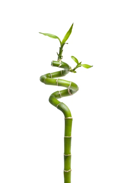 Grüner Glücks-Bambus — Stockfoto