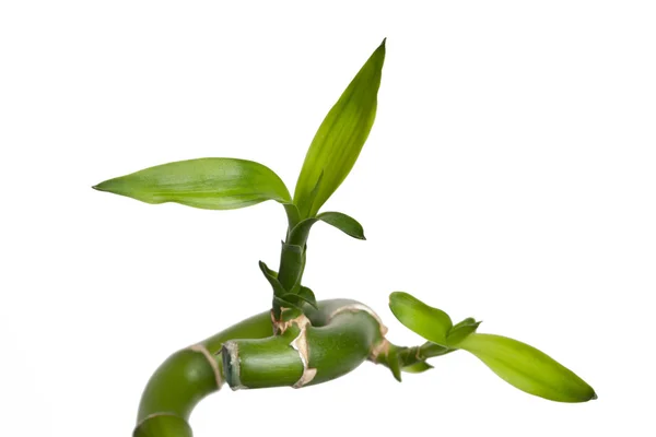 緑の幸運な竹 — ストック写真