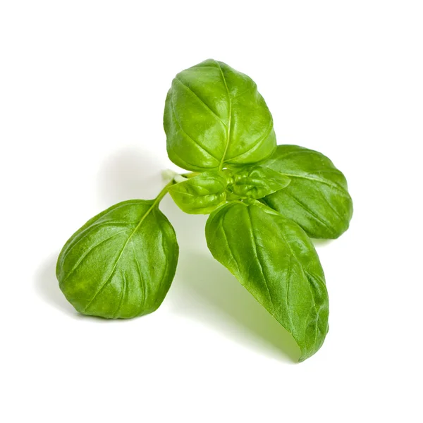 Basilikum hojas especias de cocina — Foto de Stock