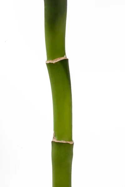 Yeşil şanslı bambu — Stok fotoğraf