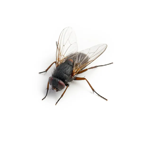 Fehér alapon fekete housefly — Stock Fotó