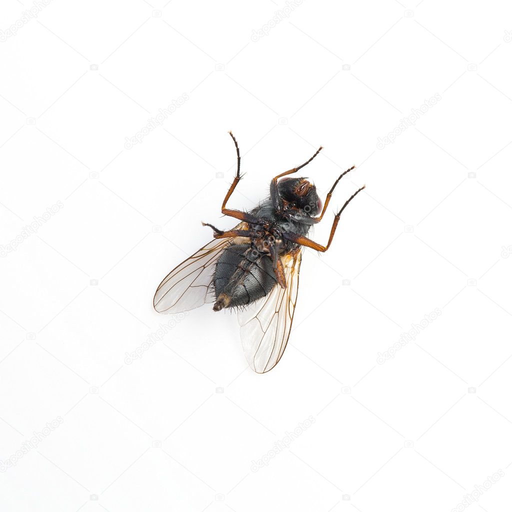 Black housefly dead on white background