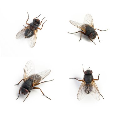 Black housefly dead set collage