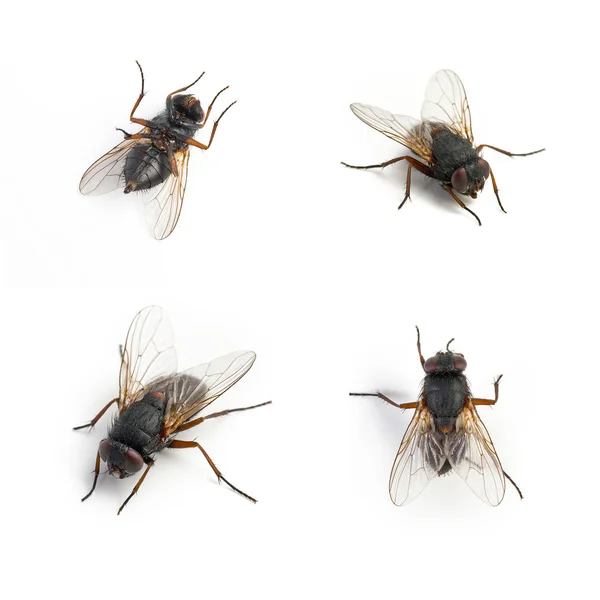 Negro housefly muerto conjunto collage — Foto de Stock