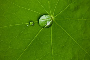 Lotus leaf with water drops effect green clipart