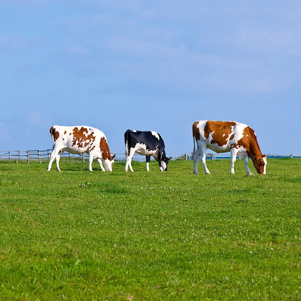 Vacas na grama verde contra o céu azul — Fotografia de Stock