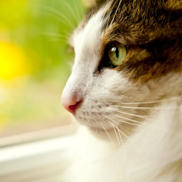 Persian cat looks away — Stock Photo, Image