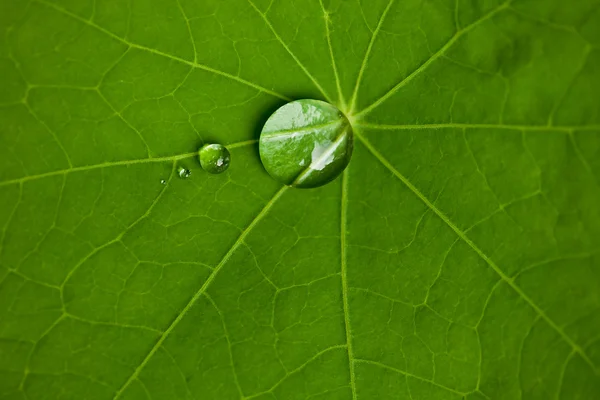 Lotus leaf with water drops effect green — Stock Photo, Image
