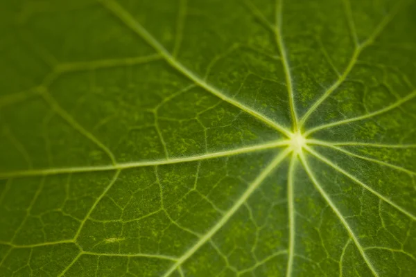 Foglia di loto con gocce d'acqua effetto verde — Foto Stock