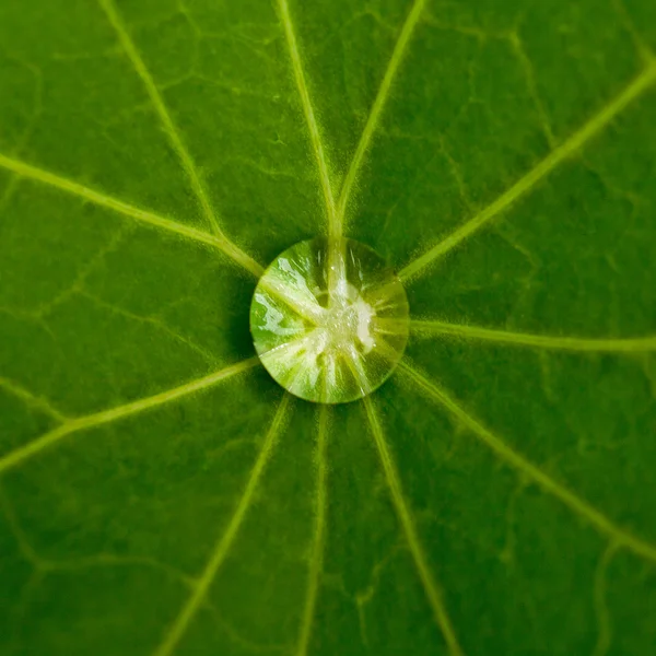 Folha de lótus com gotas de água efeito verde — Fotografia de Stock
