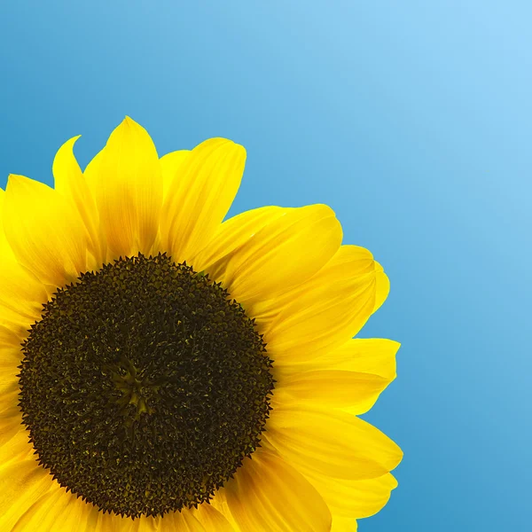 Sunflower on blue sky Background — Stock Photo, Image