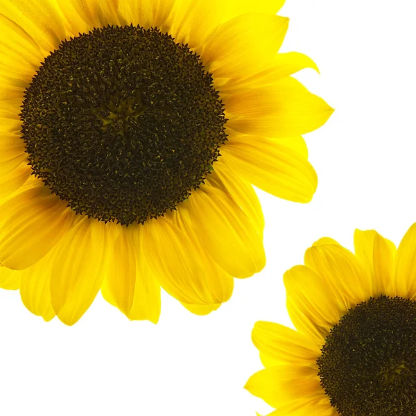 Sunflower on white Background — Stock Photo, Image