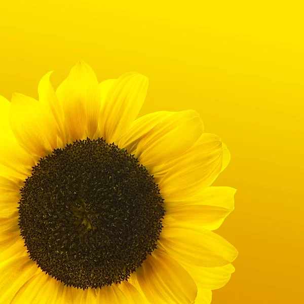 Sunflower on Orange Background — Stock Photo, Image