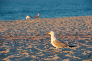 martı Beach