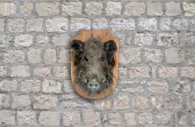 Wild boar head clipart