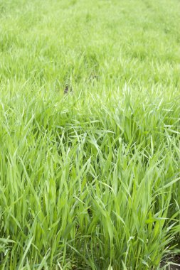 Green grass, herbs