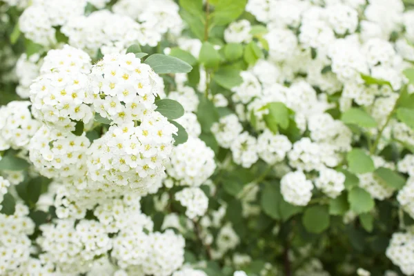 Flores brancas no arbusto — Fotografia de Stock