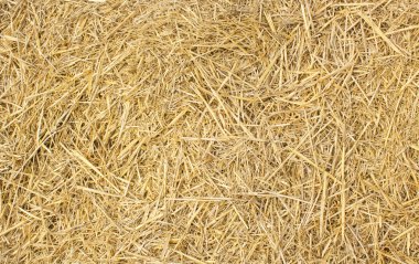 Background of yellow hay clipart